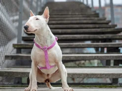 French Bandit Bandana Venice Pink Clearance