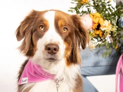 French Bandit Bandana Venice Pink Clearance