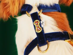 French Bandit Harnais Merry Blue Best Sale