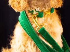 French Bandit Laisse Jolly Green Best