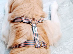 French Bandit The French Banban Flash Sale